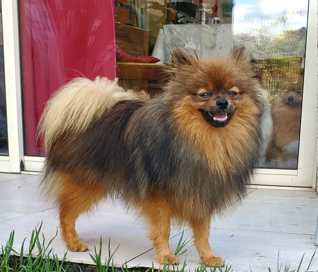 Poms Connection - Chiot disponible  - Spitz allemand