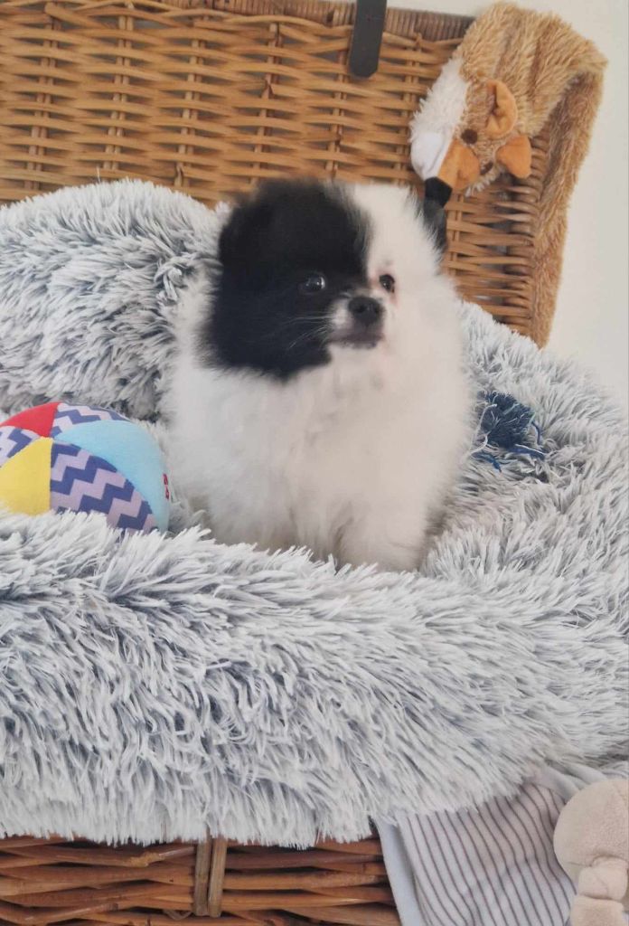 Poms Connection - Chiot disponible  - Spitz allemand