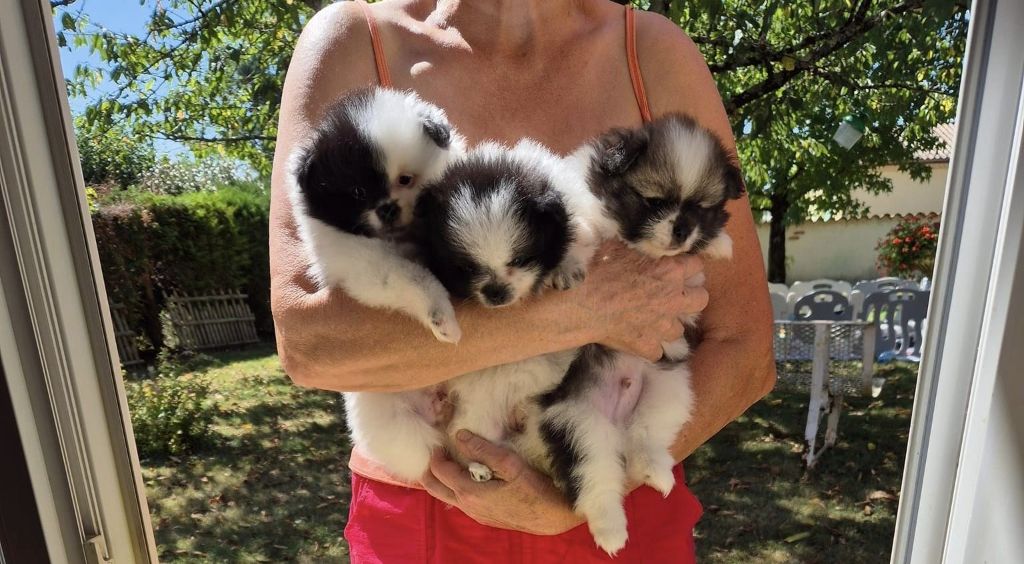 Poms Connection - Le trio de Roquette ! 