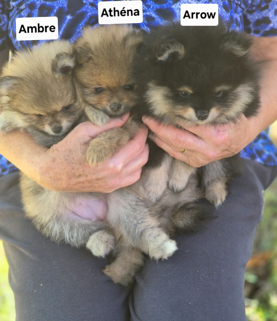 Chiot Spitz allemand Poms Connection