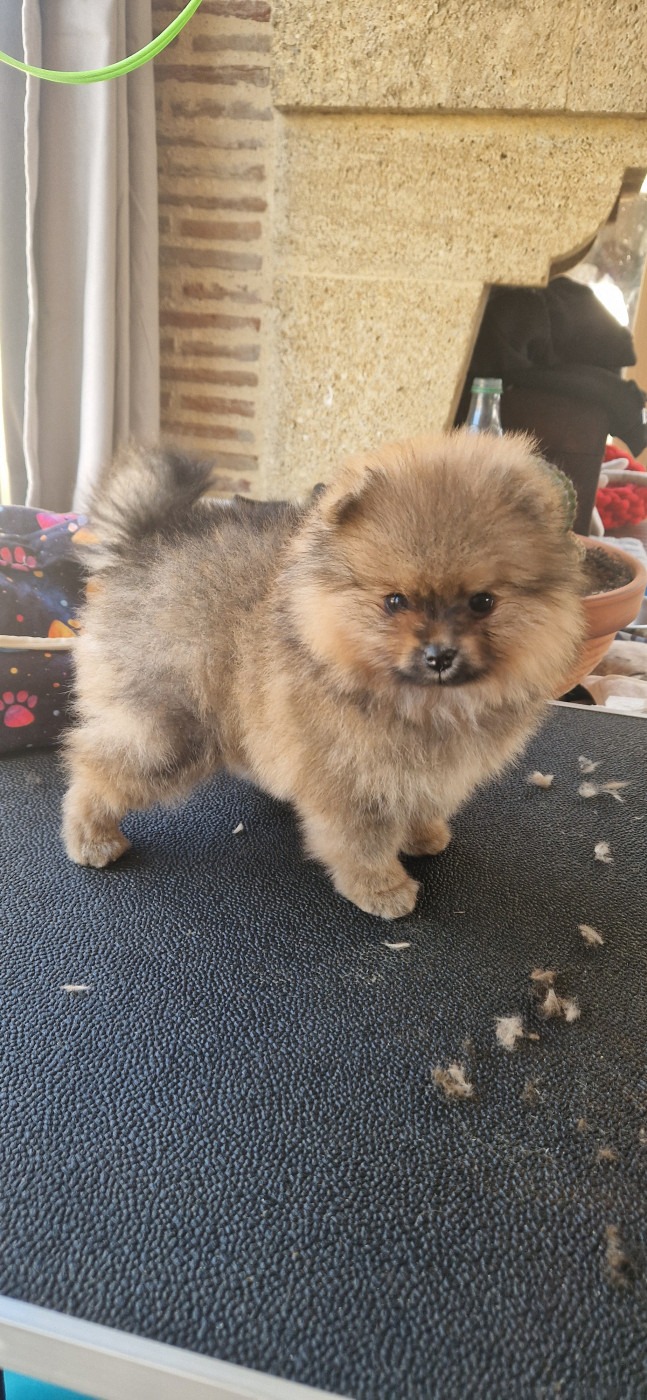 Chiot Spitz allemand Poms Connection