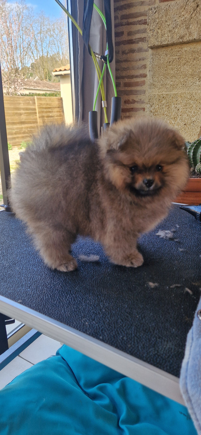 Poms Connection - Chiots disponibles - Spitz allemand