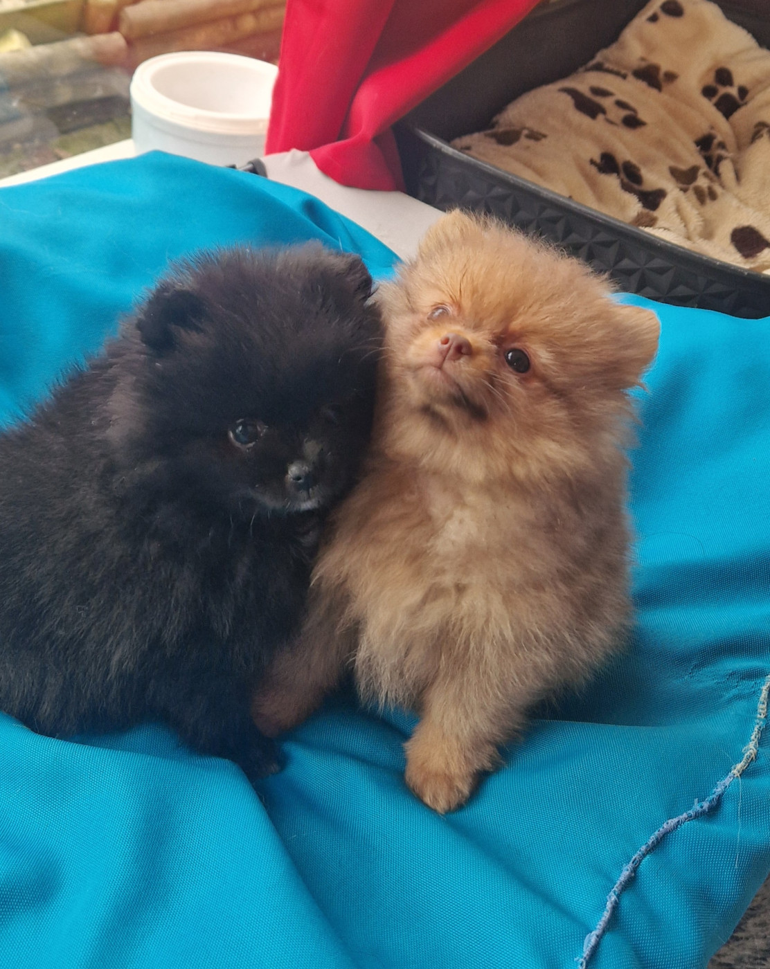 Chiot Spitz allemand Poms Connection