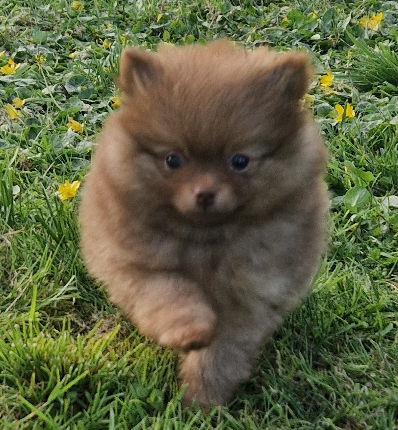 Poms Connection - Chiots disponibles - Spitz allemand
