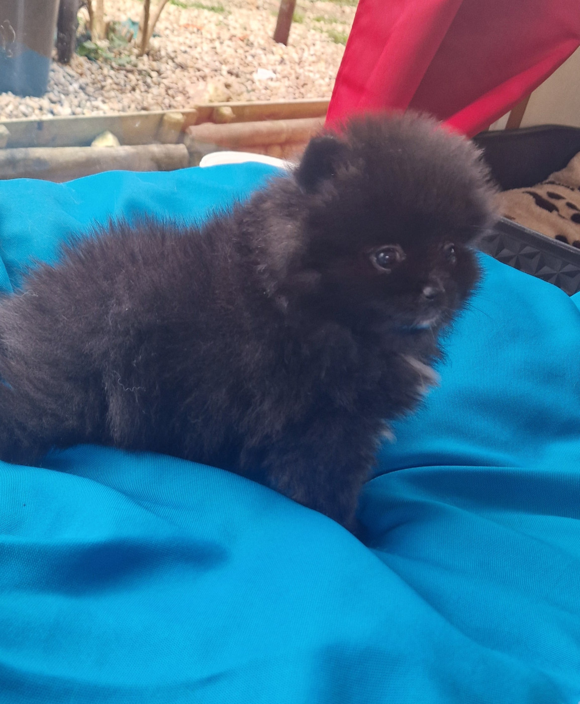 Poms Connection - Chiots disponibles - Spitz allemand