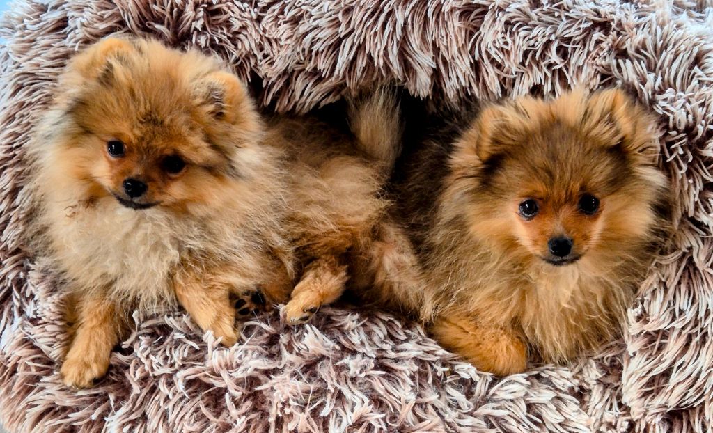 Chiot Spitz allemand Poms Connection