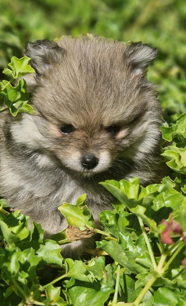 Poms Connection - Chiots disponibles - Spitz allemand