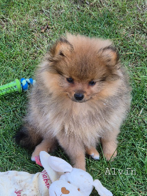 Alvin