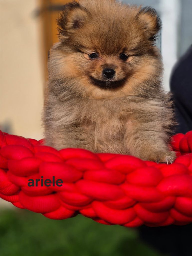 Poms Connection - Chiots disponibles - Spitz allemand