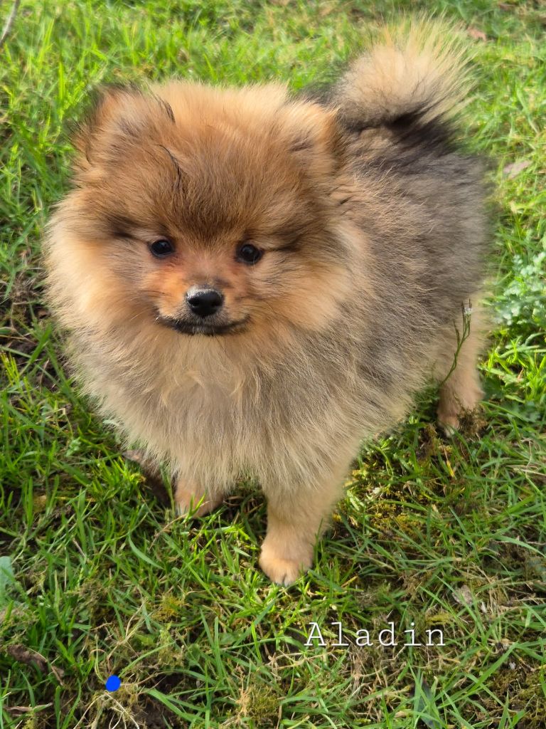 Poms Connection - Chiots disponibles - Spitz allemand