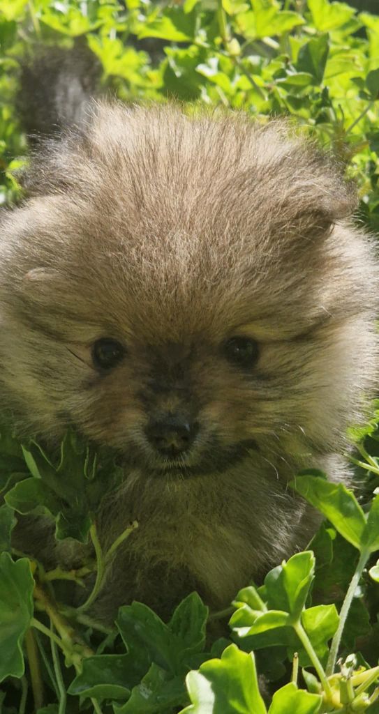 Poms Connection - Chiots disponibles - Spitz allemand