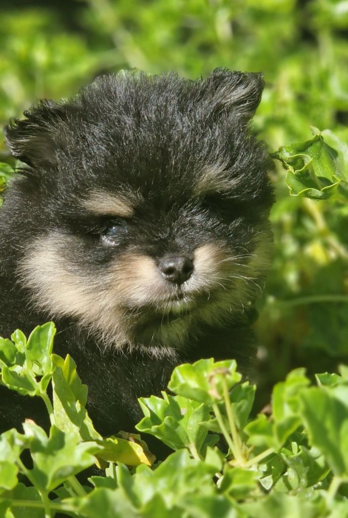 Poms Connection - Chiots disponibles - Spitz allemand